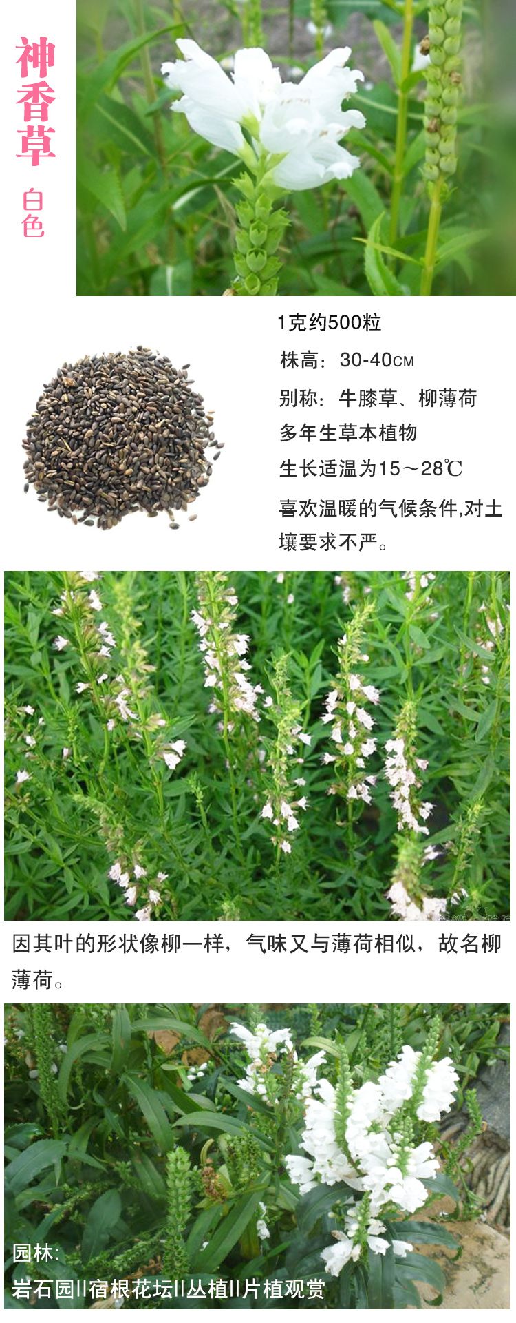 神香草种子牛膝草柳薄荷海索草耐热香草香料种子神香草新种子