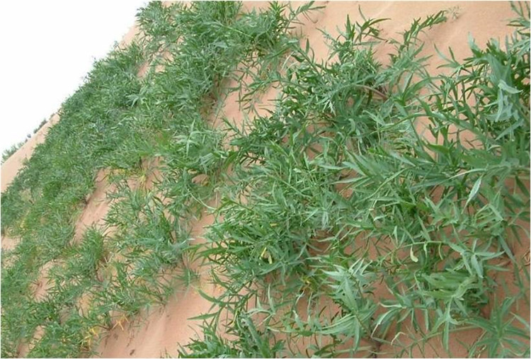 沙打旺种子批发沙打旺种子包邮多年生牧草种子防沙固土护坡草耐寒耐旱