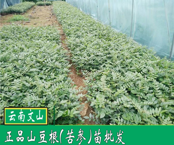 苦参苗(山豆根)_苦参苗种子_云南苦参种苗厂家销售
