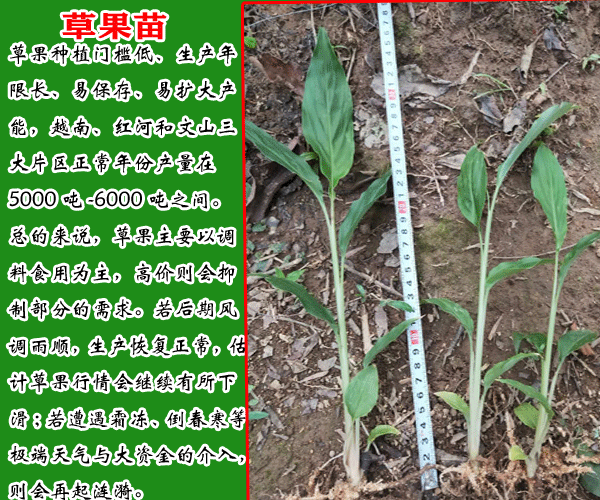 今年草果苗文山草果苗云南草果苗贵州草果苗草果苗基地价格