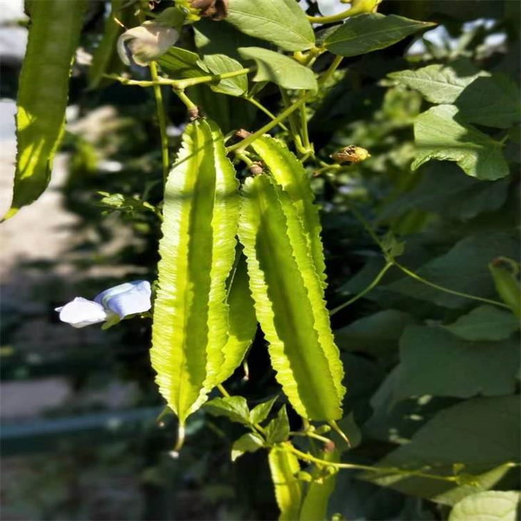 供应四棱豆种子四角豆种子翼豆种子四季种植特菜种子景逸种业