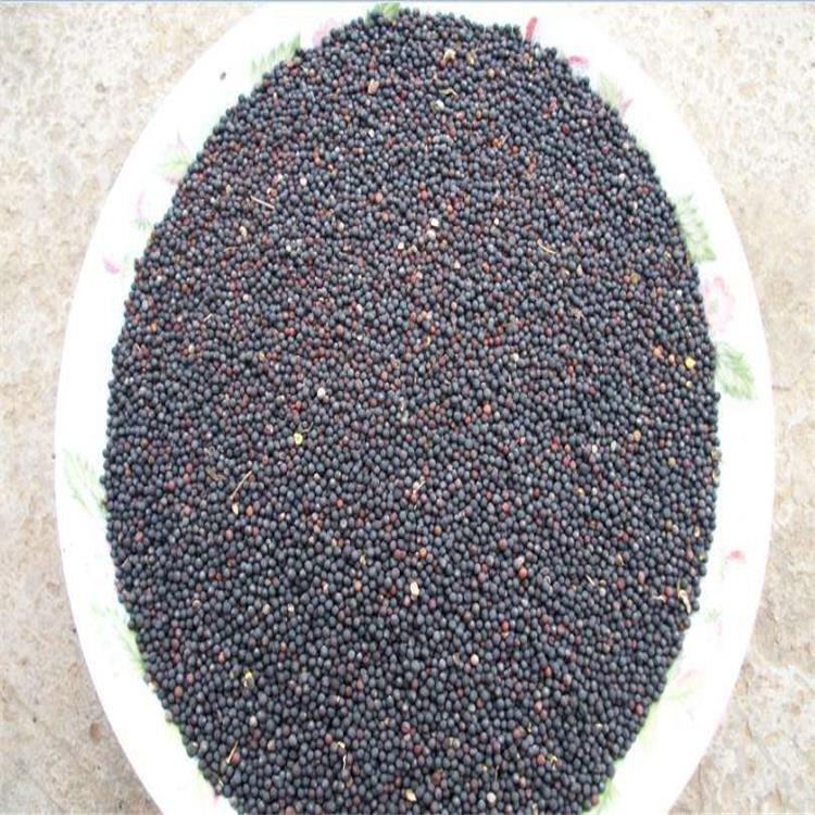 湖南高产油菜籽油菜种子观赏油菜花种子榨油菜籽种子油菜花种子批发