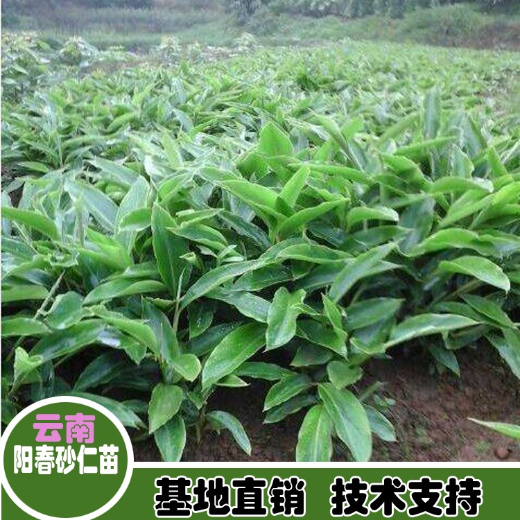 鑫燎三农阳春砂仁苗大树 15一16公分砂仁价格