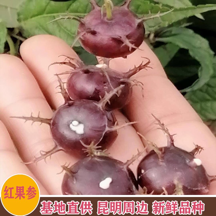 鑫燎三农 红果参别名蜘蛛果 红果参种植技术 一斤的价格