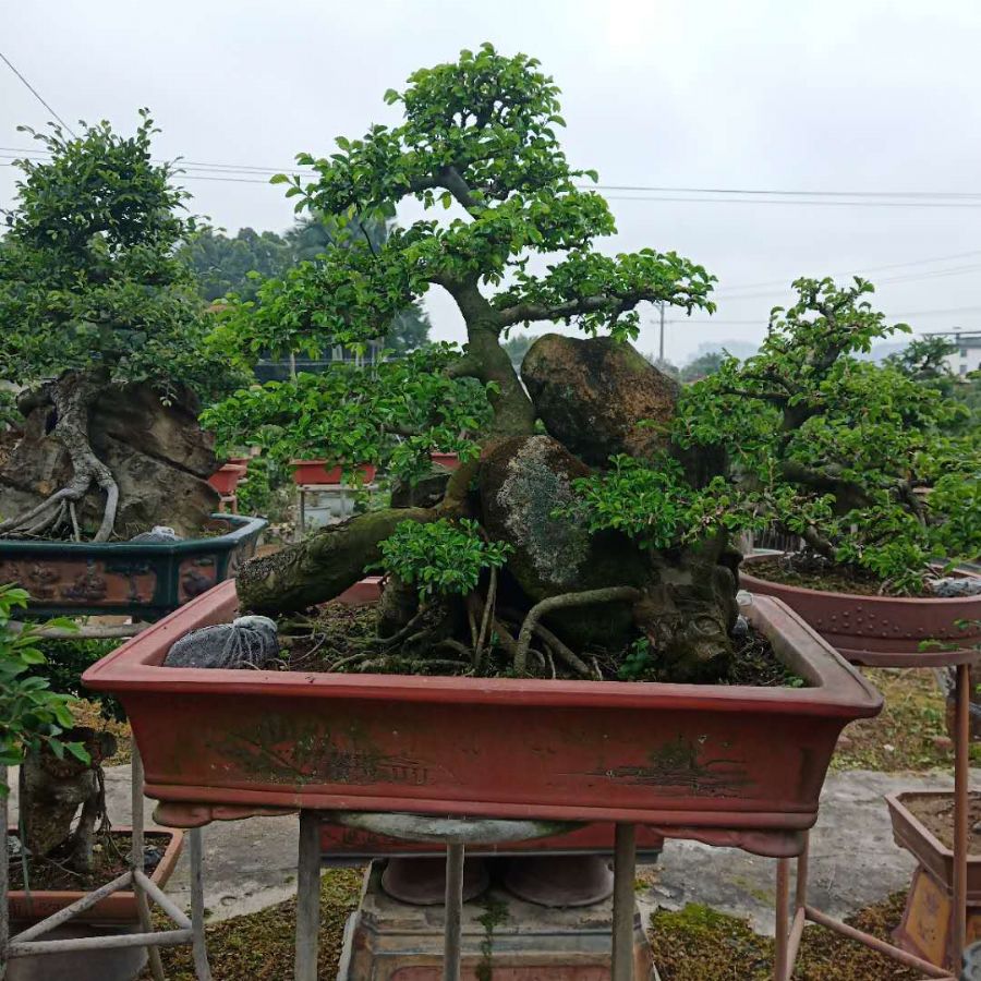 榆树桩多规格造型别墅盆栽盆景基地直销榆树盆景