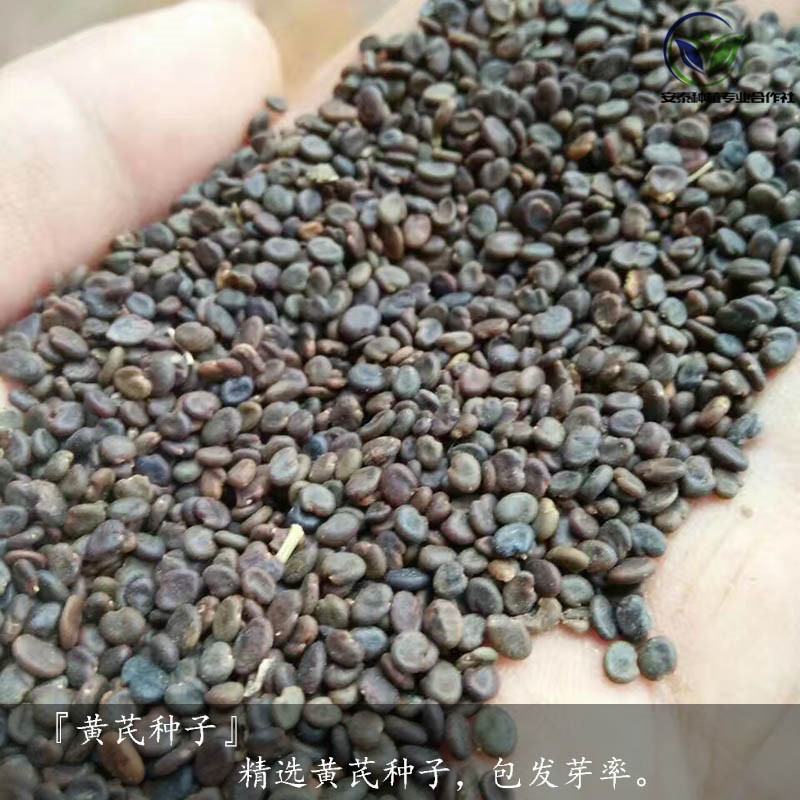 黄芪种子图片2_副本.jpg