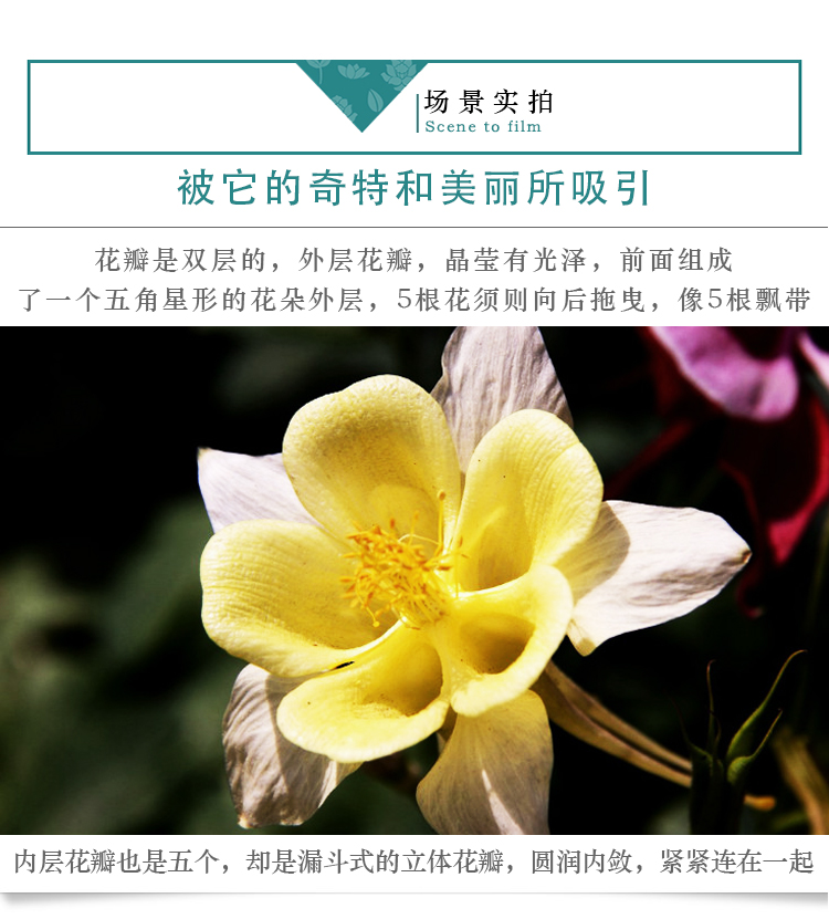 大花耧斗菜（折纸）详情页03_05.jpg