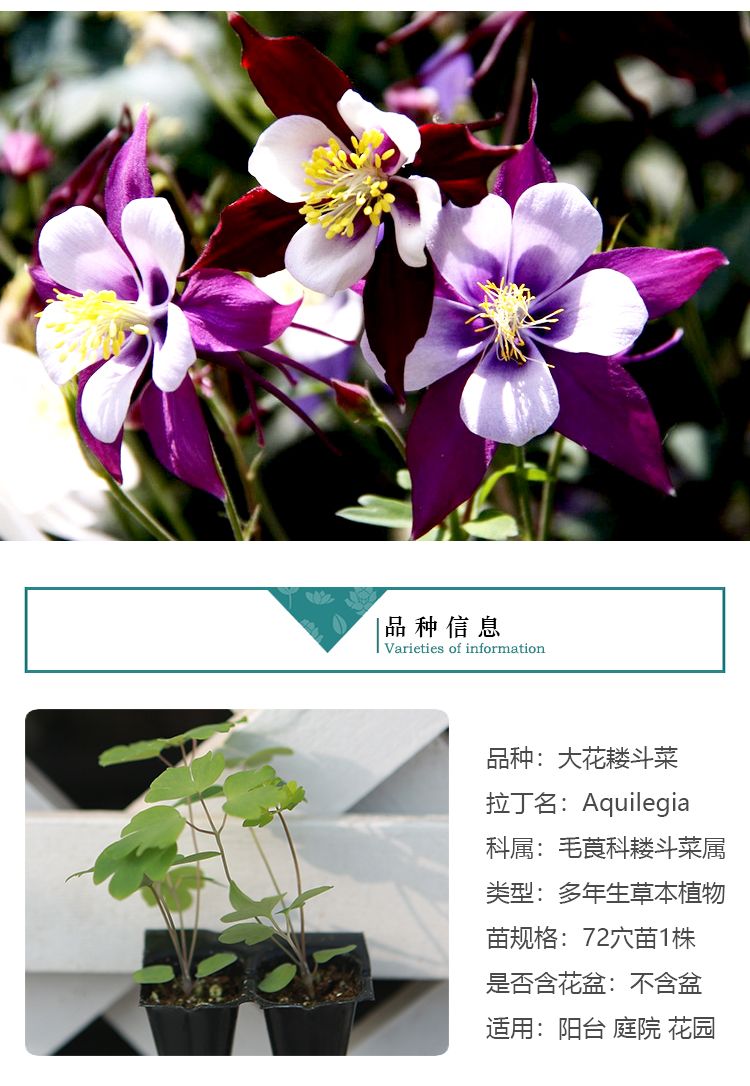 大花耧斗菜（折纸）详情页03_02.jpg