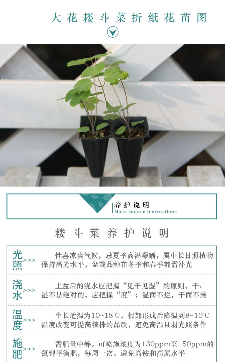 大花耧斗菜（折纸）详情页03_07.jpg