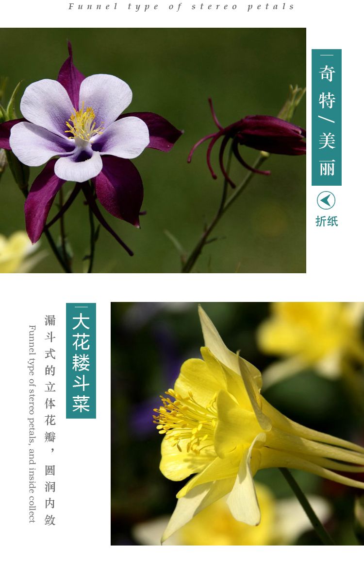 大花耧斗菜（折纸）详情页03_06.jpg