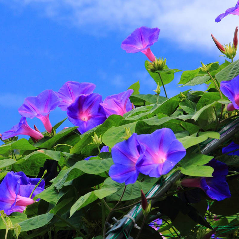 牵牛花种子 牵牛花种子价格 批发出售 四季播示例图2