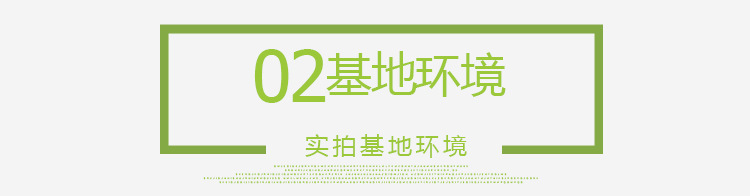 种子批发 绿化苗木种子 野芒草种子 当年新采 野芒草示例图14