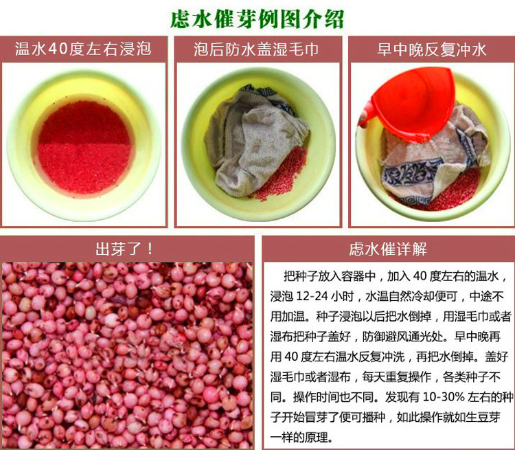 种子批发 绿化苗木种子 野芒草种子 当年新采 野芒草示例图19