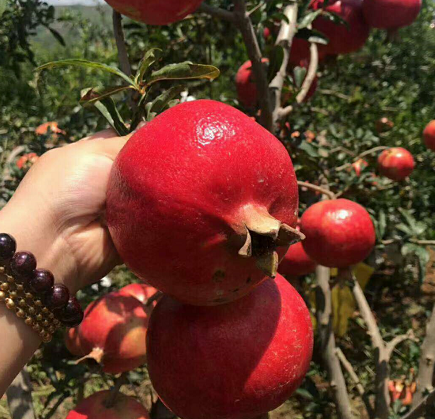 滇澤王軟籽石榴特點適合陝西種植的黑籽石榴樹苗黑籽石榴樹苗價格