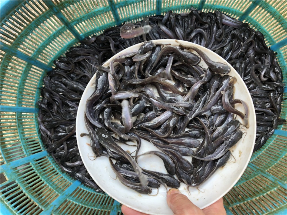 湖南-革胡子鲶鱼苗哪里有卖-鱼苗批发价格埃及鱼苗革胡子鲶鱼苗哪里有卖