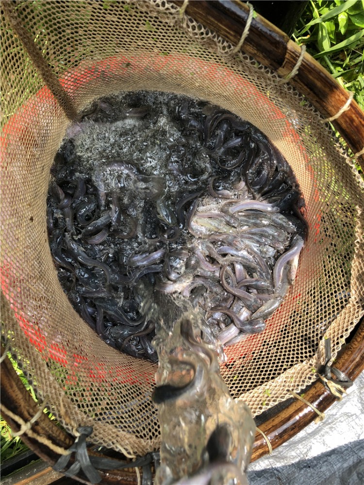 重庆-革胡子鲶鱼苗价格-良种供应塘虱鱼苗革胡子鲶鱼苗价格