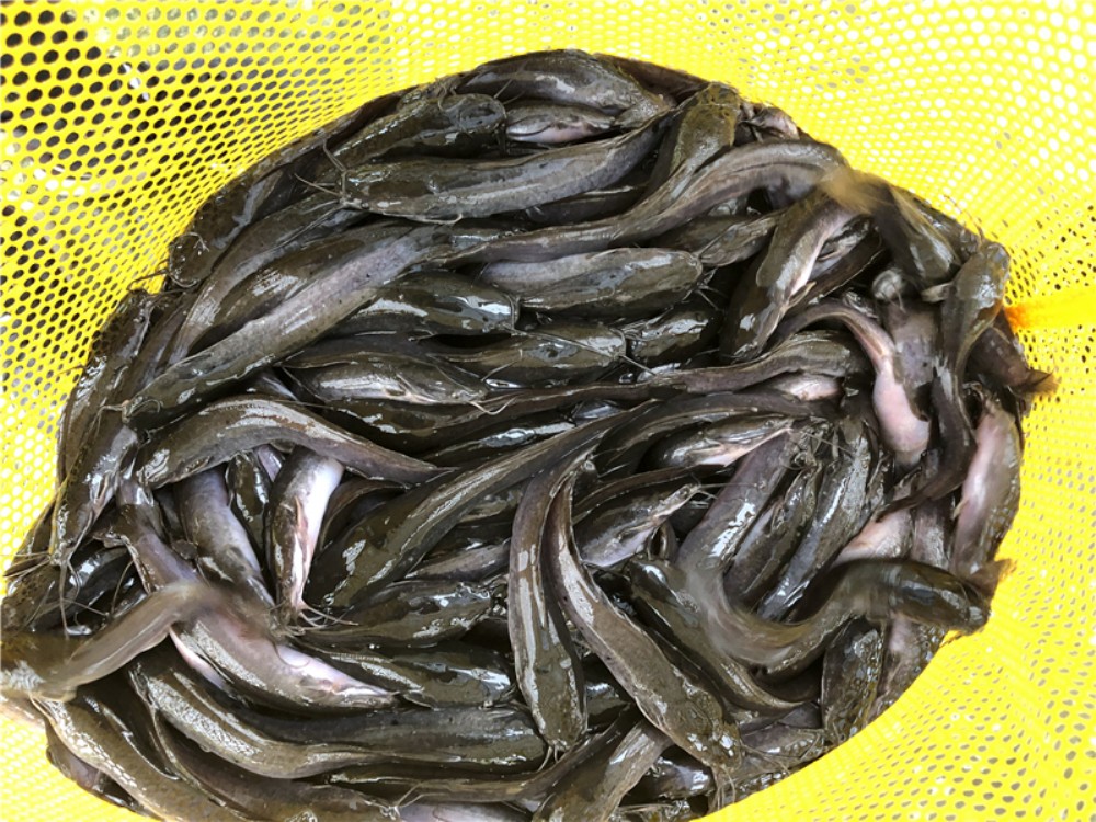 惠城 革胡子鲶鱼苗 供应商质量保障革胡子鲶鱼苗