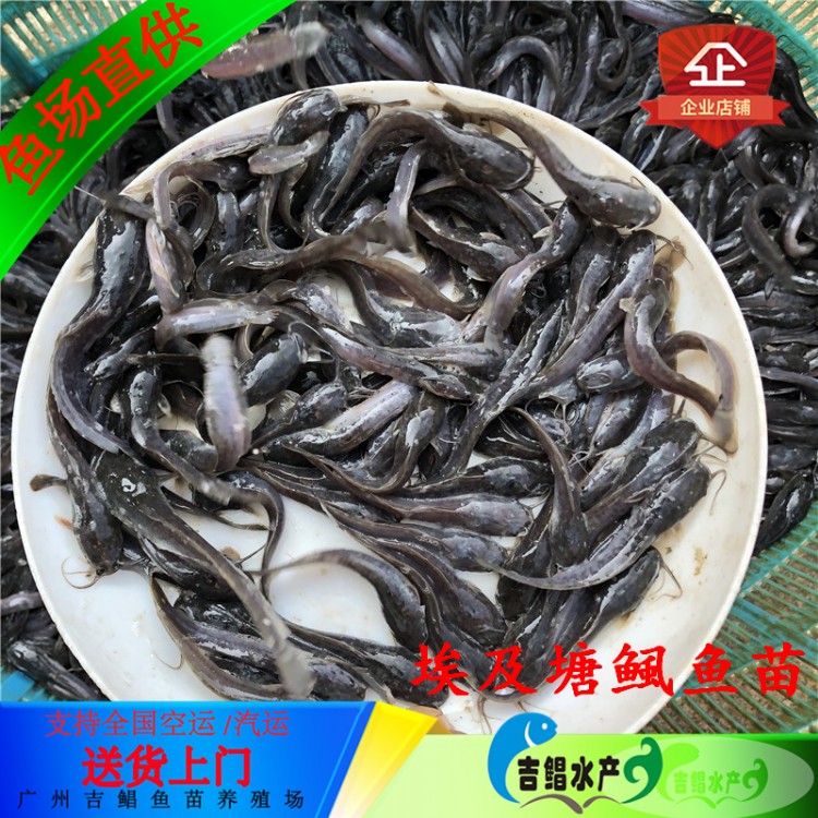 重庆-革胡子鲶鱼苗价格-良种供应塘虱鱼苗革胡子鲶鱼苗价格