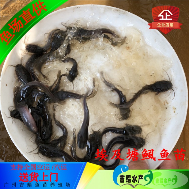 梅州革胡子鲶鱼苗 吉鲳水产应商送货上门