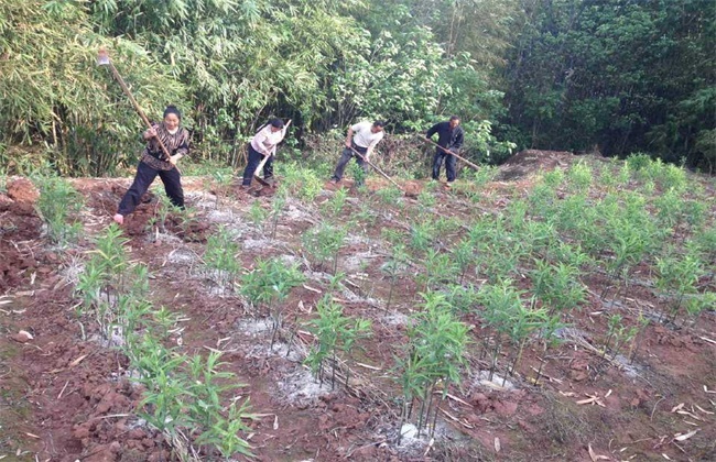 是黄精的种植技术