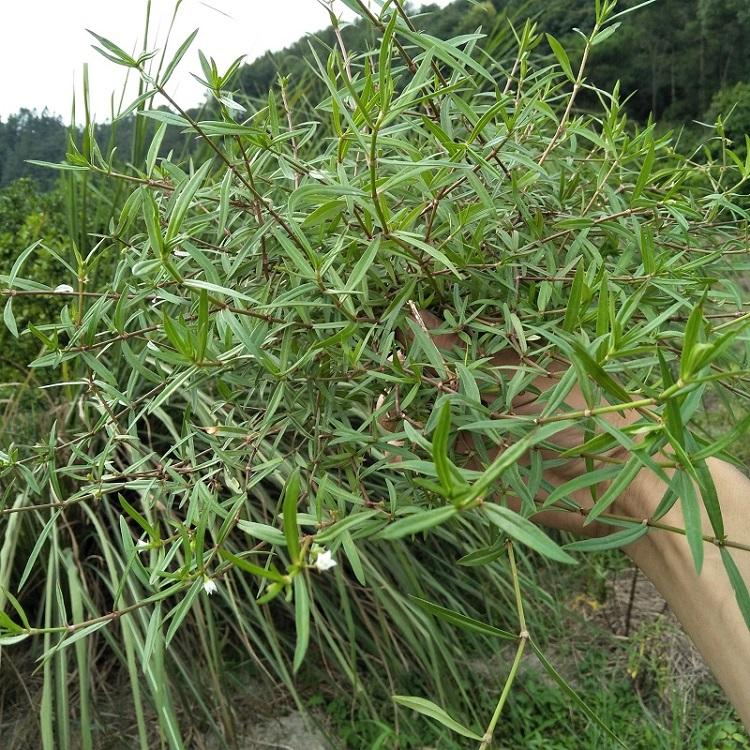 白花蛇舌草種子景逸白花蛇舌草種子價格