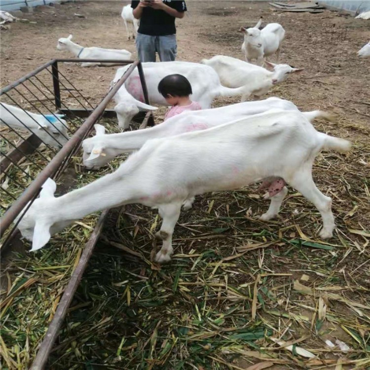 奶山羊养殖,祥宸养殖,奶羊养殖