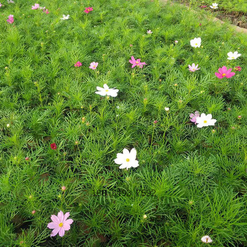 供应护坡格桑花种子花种子批发量大可上门种植