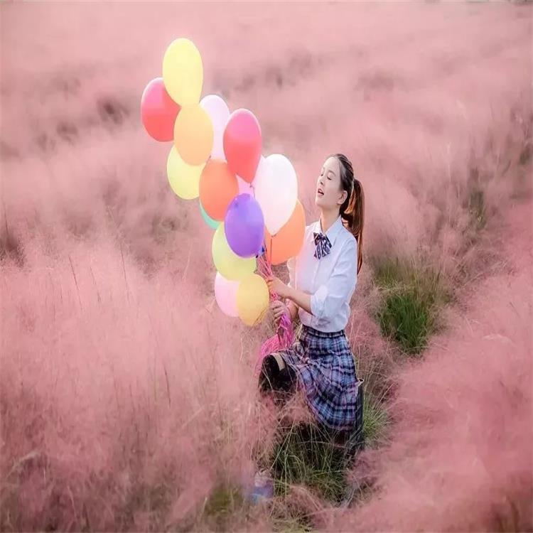 粉黛乱子草苗子粉黛乱子草苗子价格粉黛乱子草种子景逸种业花卉种子