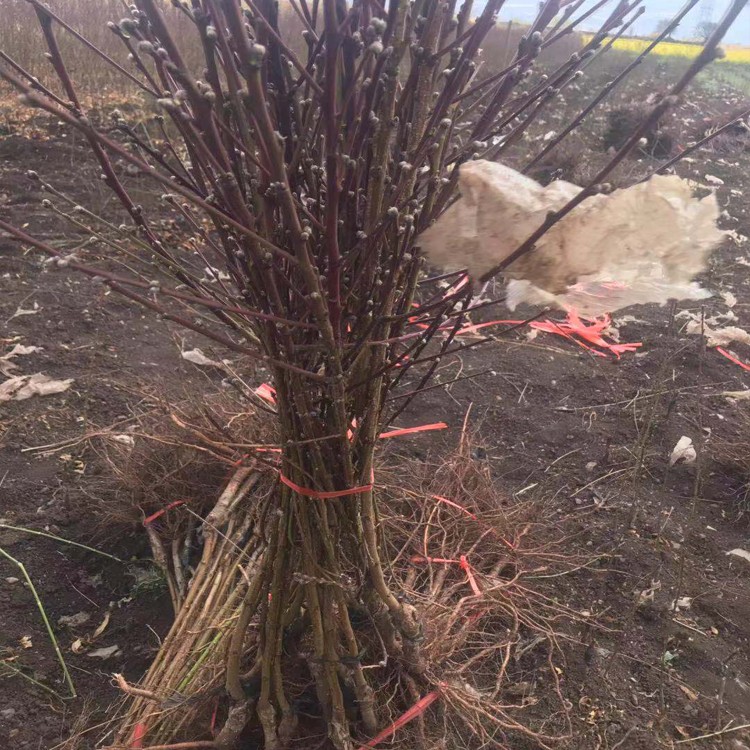 云南雪桃种苗_批发市场_丽江雪桃苗多少钱