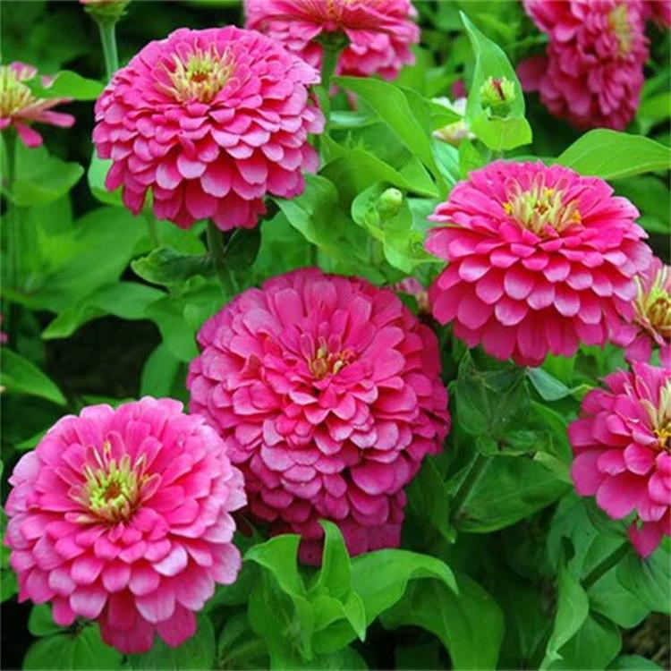 百日菊(學名: zinnia elegans jacq.):一年生草本.