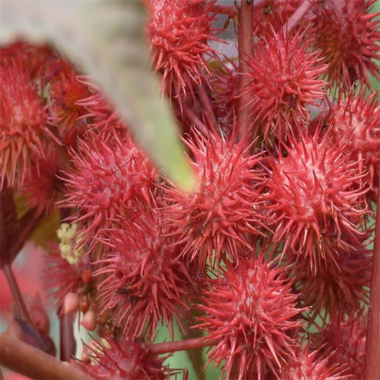 观果花卉种子红蓖麻种子生产极快观赏蓖麻种子易种植发芽快景逸种业