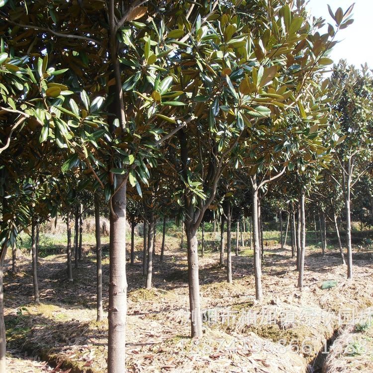 基地种植广玉兰价格_广玉兰苗木_庭院花卉