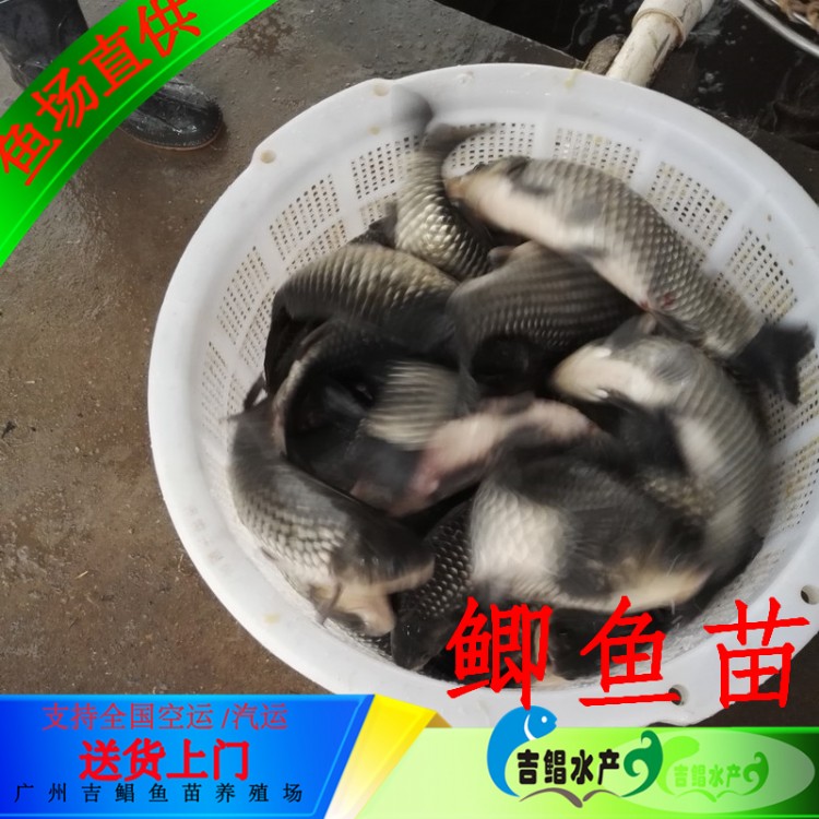 昭通鲫鱼苗报价-品种保证高背鲫鱼苗