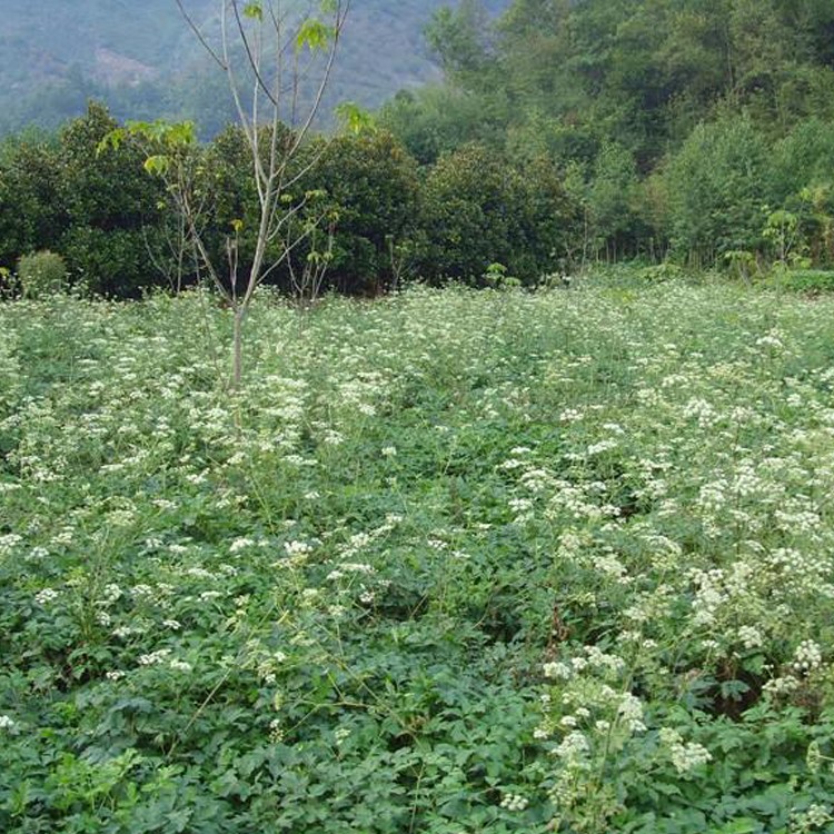 白花前胡价格 前胡种子批发价格表 未来前胡种子行情