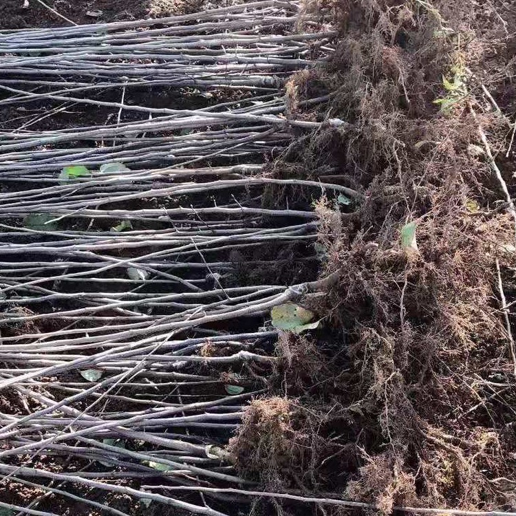 苹果苗树苗图片 烟富3苹果苗市场报价 四川华硕苹果苗苗批发报价