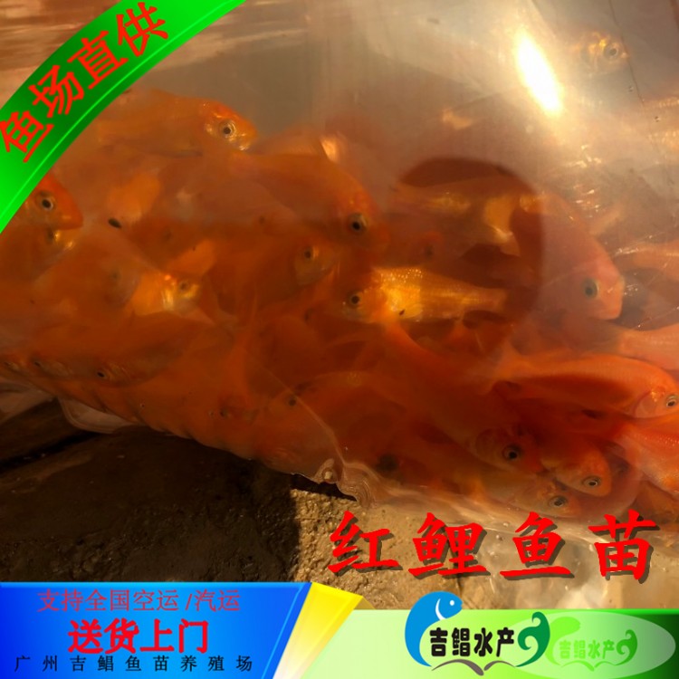 锦州优质红鲤鱼苗-红鲤鱼鱼苗 生产快产量高-广东吉鲳鱼苗基地