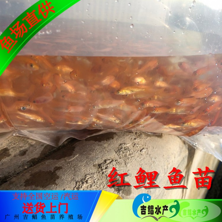 宁波红鲤鱼苗-活体鲤鱼苗 品种优选-广东吉鲳鱼苗基地