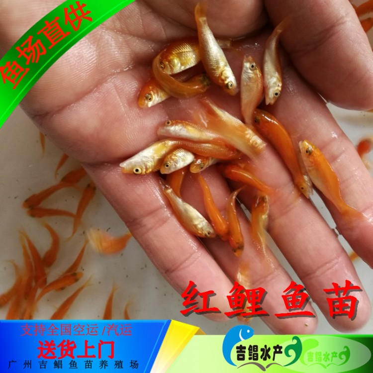 锦州优质红鲤鱼苗-红鲤鱼鱼苗 生产快产量高-广东吉鲳鱼苗基地