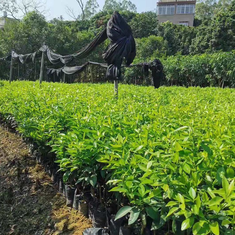 正宗沃柑苗价格 今日糖心苹果苗 车厘子苗种植销售