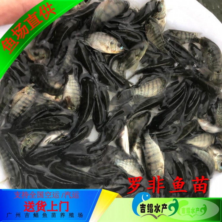 上饶吉富罗非鱼苗 罗非鱼水花鱼苗批发-罗非鱼苗