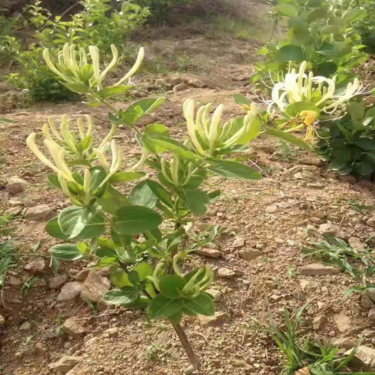 药材金银花苗图片 二年云花1号金银花价格 附近金银花苗商家