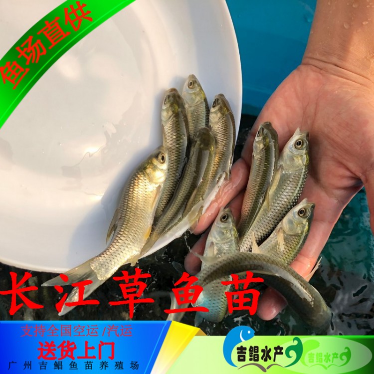 黔东草鱼苗 鱼苗基地淡水青草鱼苗 黑草鱼苗 鳙鱼苗