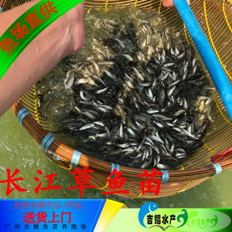 廊坊草鱼苗 鱼苗批发商草鱼苗 花白鲢鱼苗