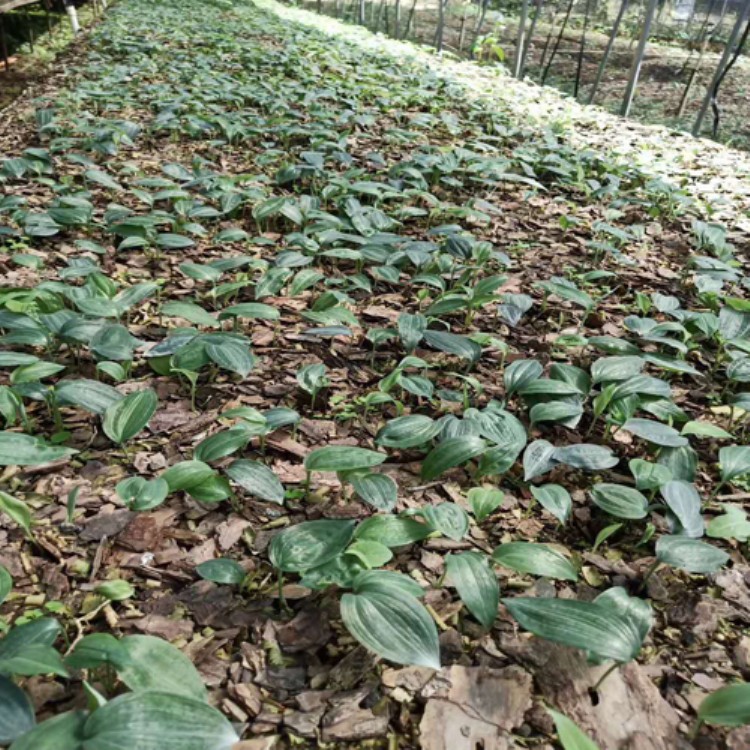 老虎姜种子销售信息 中药材鸡头黄精小苗价格 鸡头参种子价格