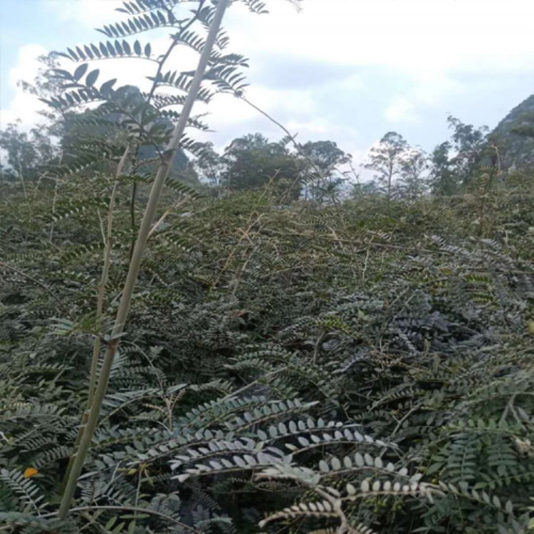 山豆根药材的价格 周边山豆根种植技术 山豆根种植基地