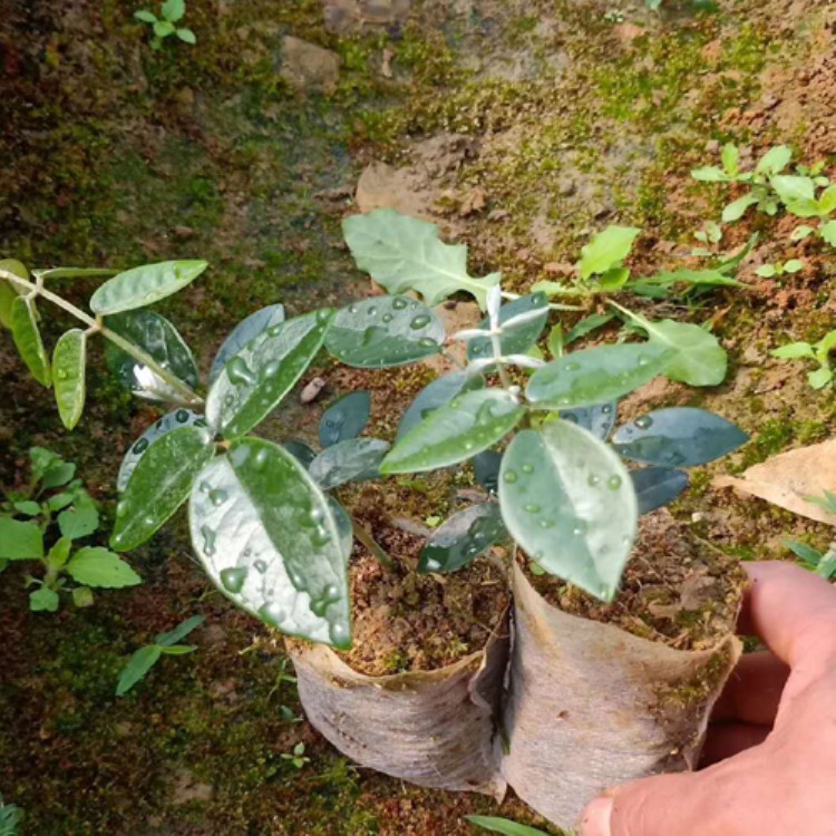 苦豆苦参种子出售 一斤山豆根种子价钱 山豆根苗种子