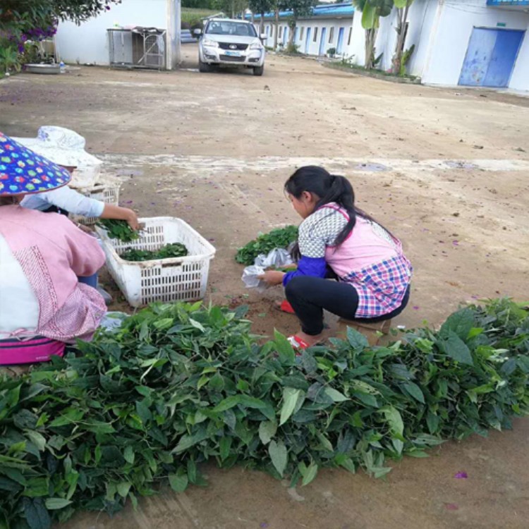 云南粉防己种苗网 防己苗生产商价格 粉防己小苗批发市场