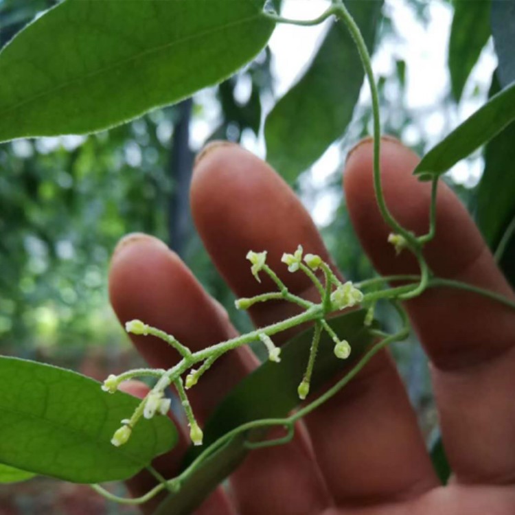 云南粉防己种苗网 种植基地批发市场价格 防己苗繁殖方式