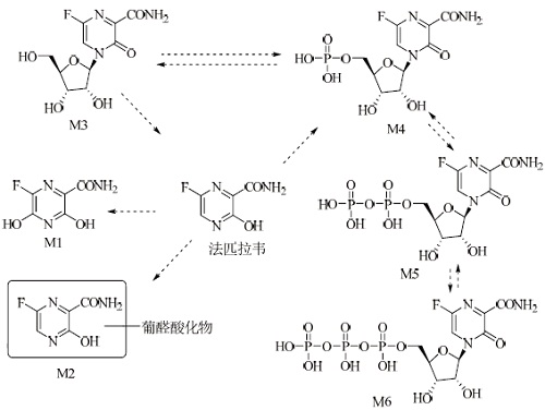 法匹拉韦的代谢途径