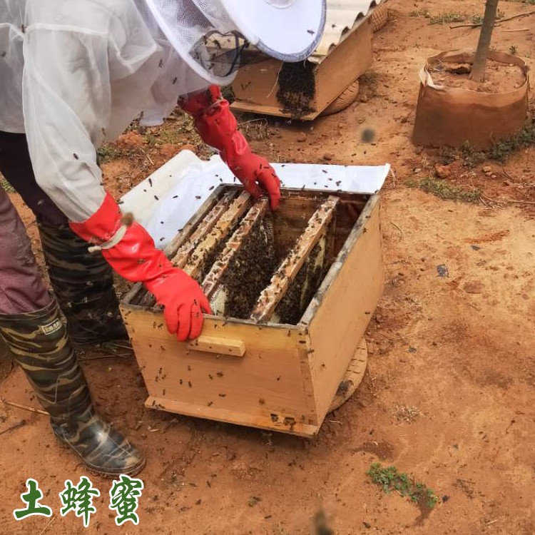 生态树洞蜜销售 百花蜂蜜1到5斤可货到付款 正宗深山土蜂蜜